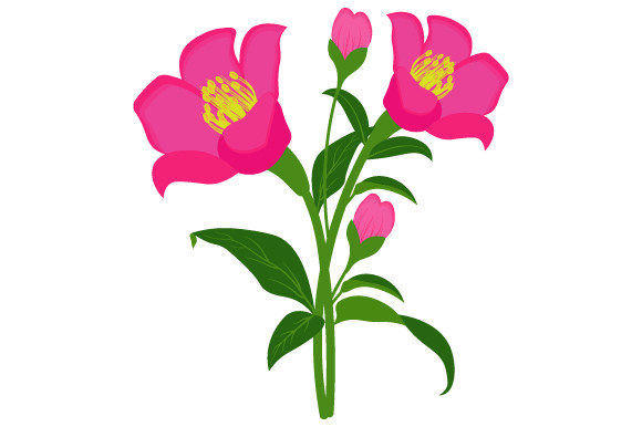 Pink Color Flower Illustration Graphics